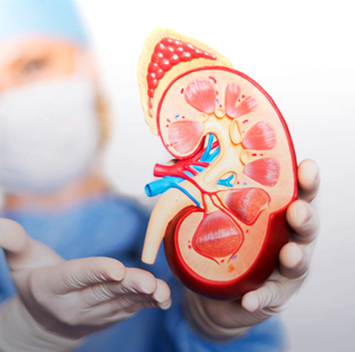 Nephrology